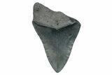 Partial Megalodon Tooth - Serrated Blade #277404-1